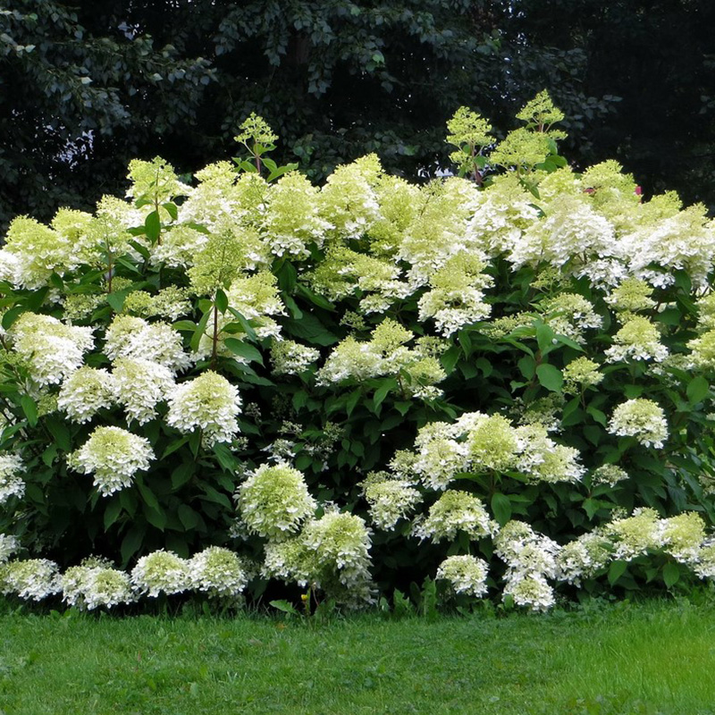 Превью изображения