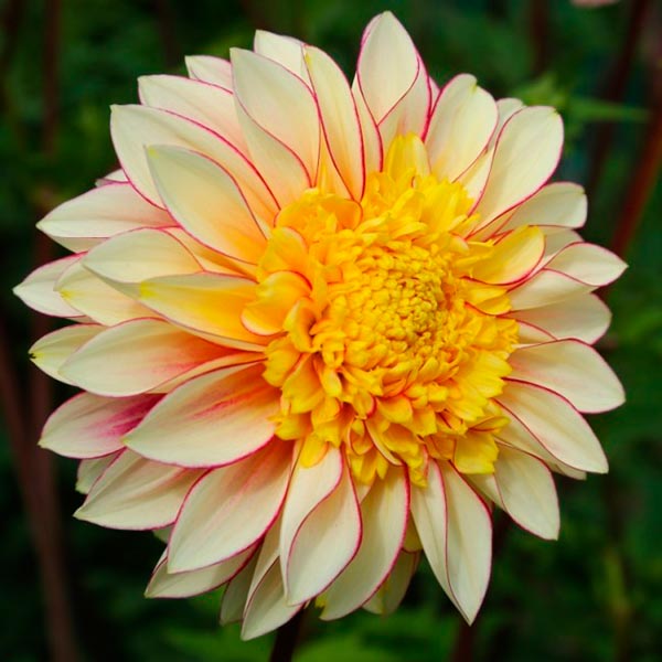 Превью изображения