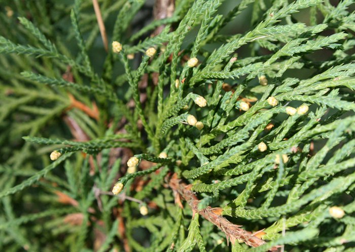 Превью изображения