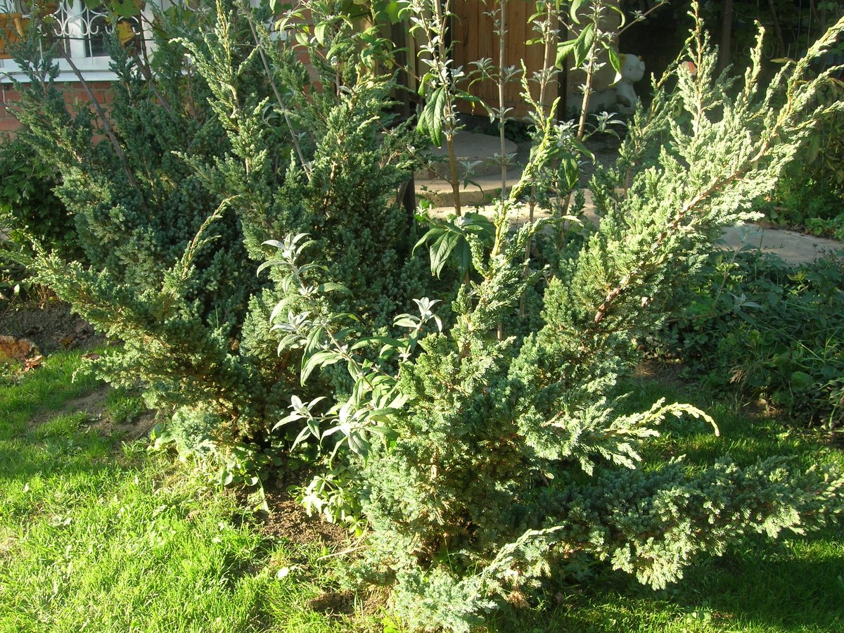 Превью изображения