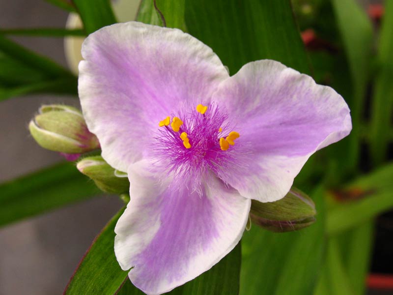 Превью изображения