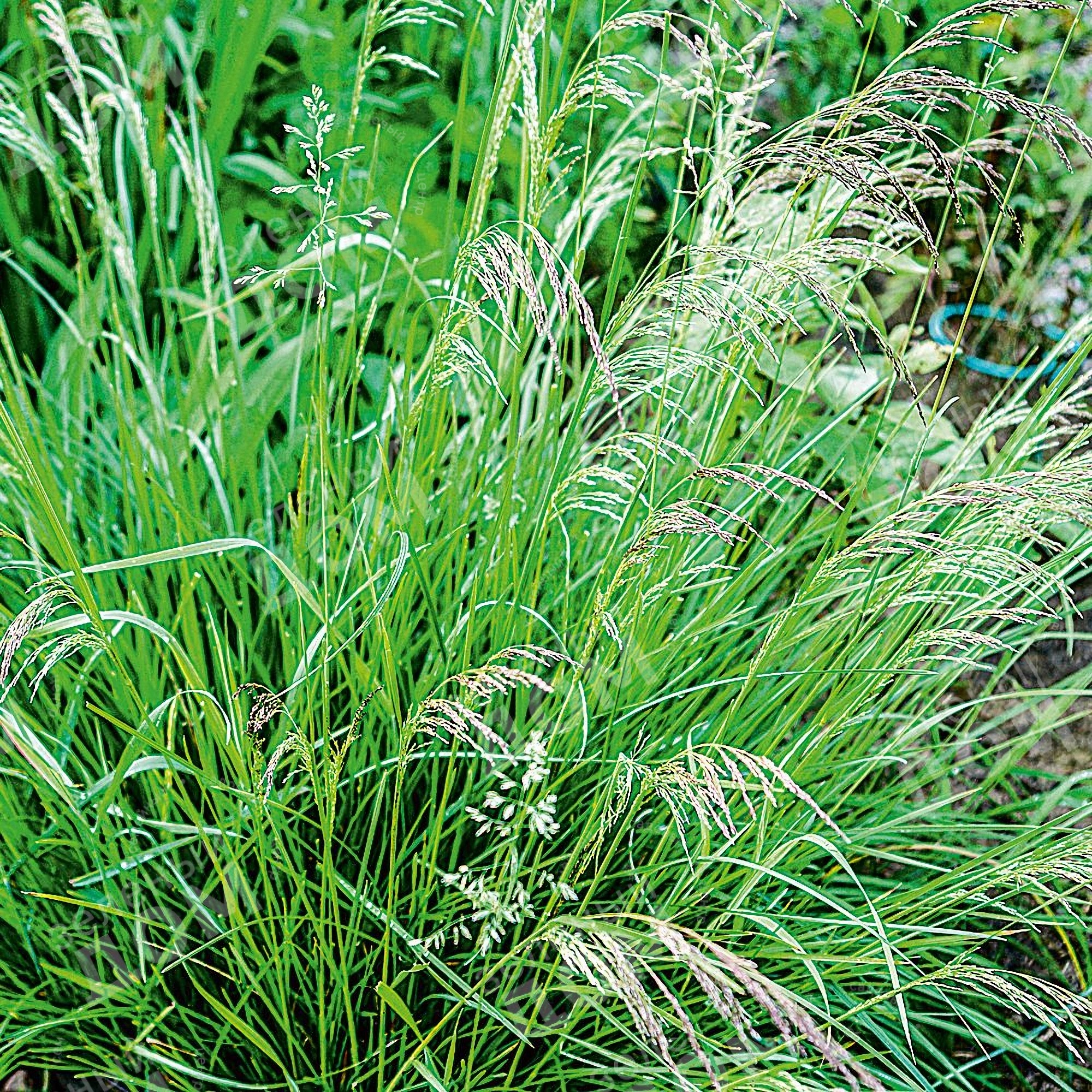 Превью изображения