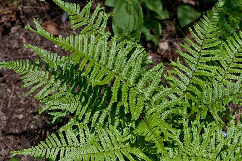 Превью изображения