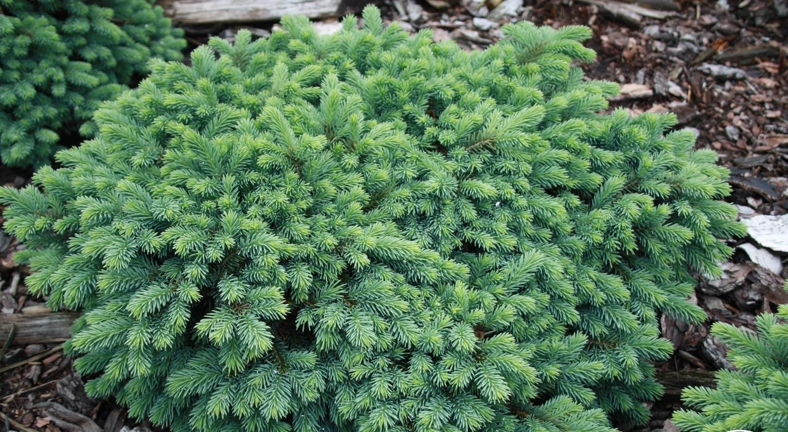 Превью изображения