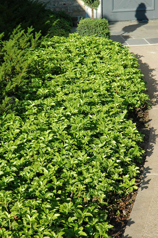 Превью изображения