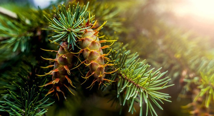 Превью изображения