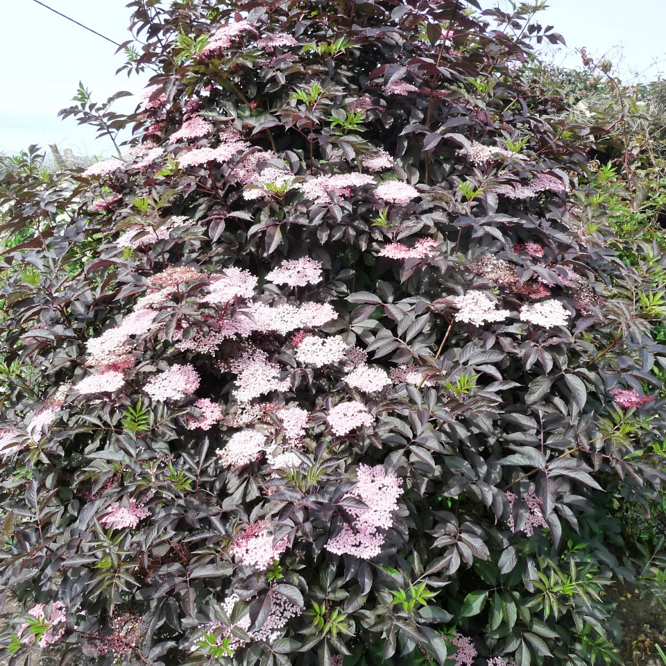 Превью изображения