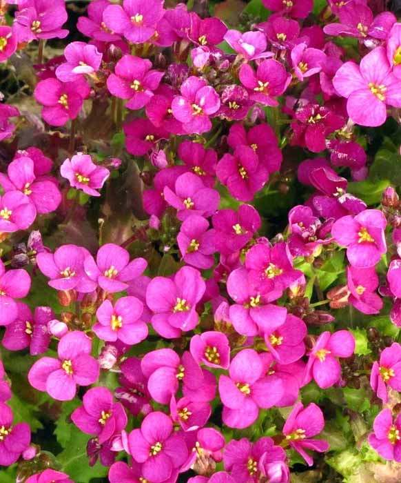 Превью изображения