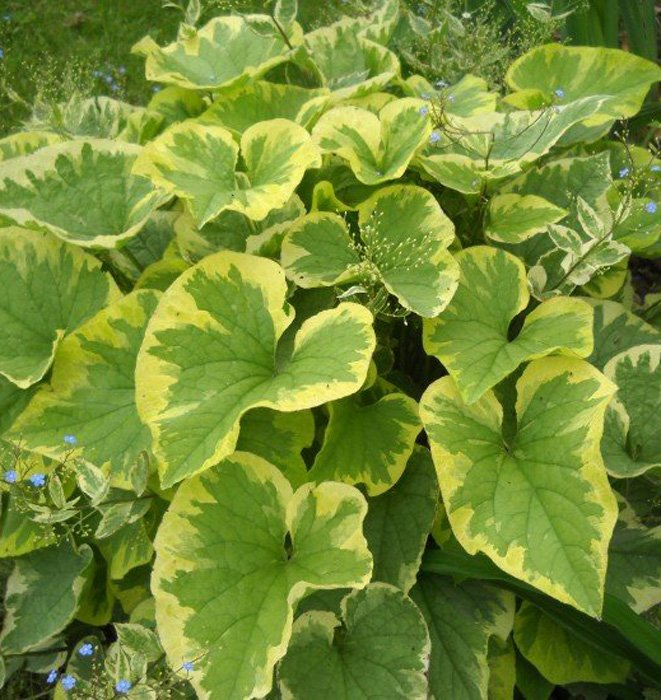 Превью изображения