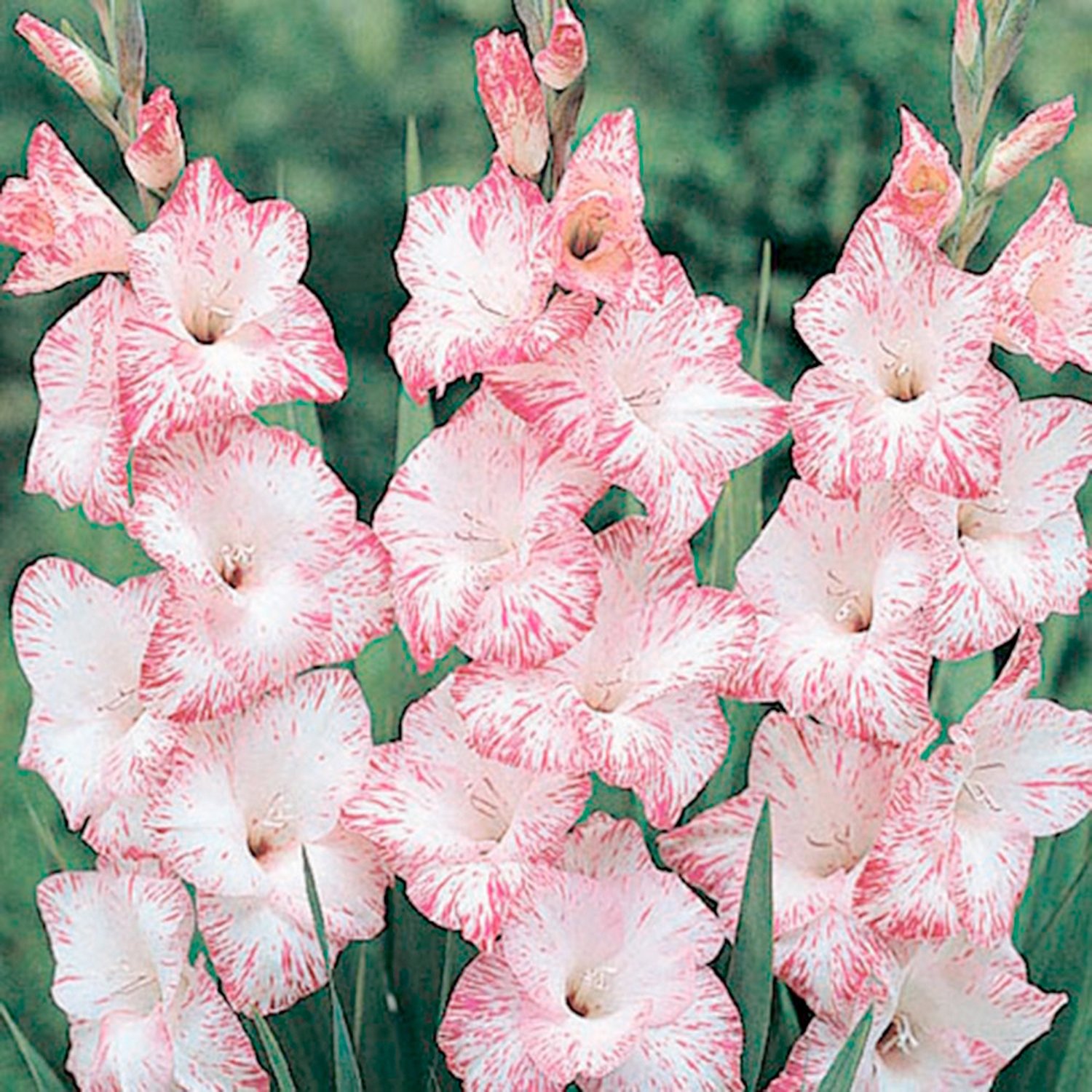 Превью изображения