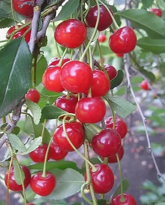 Превью изображения