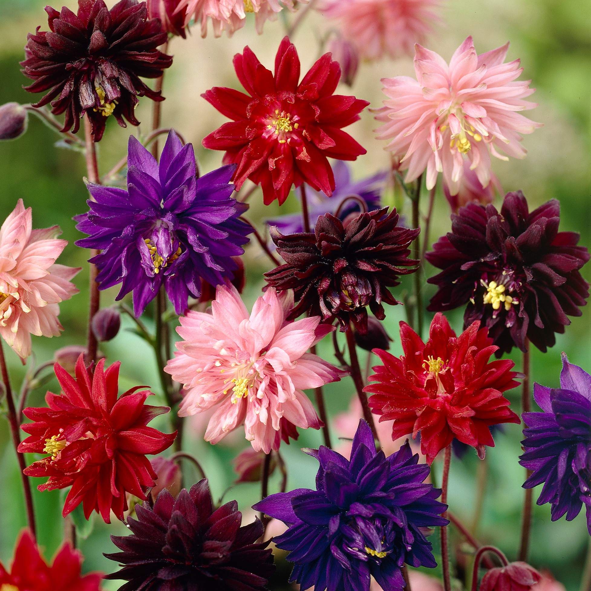 Превью изображения