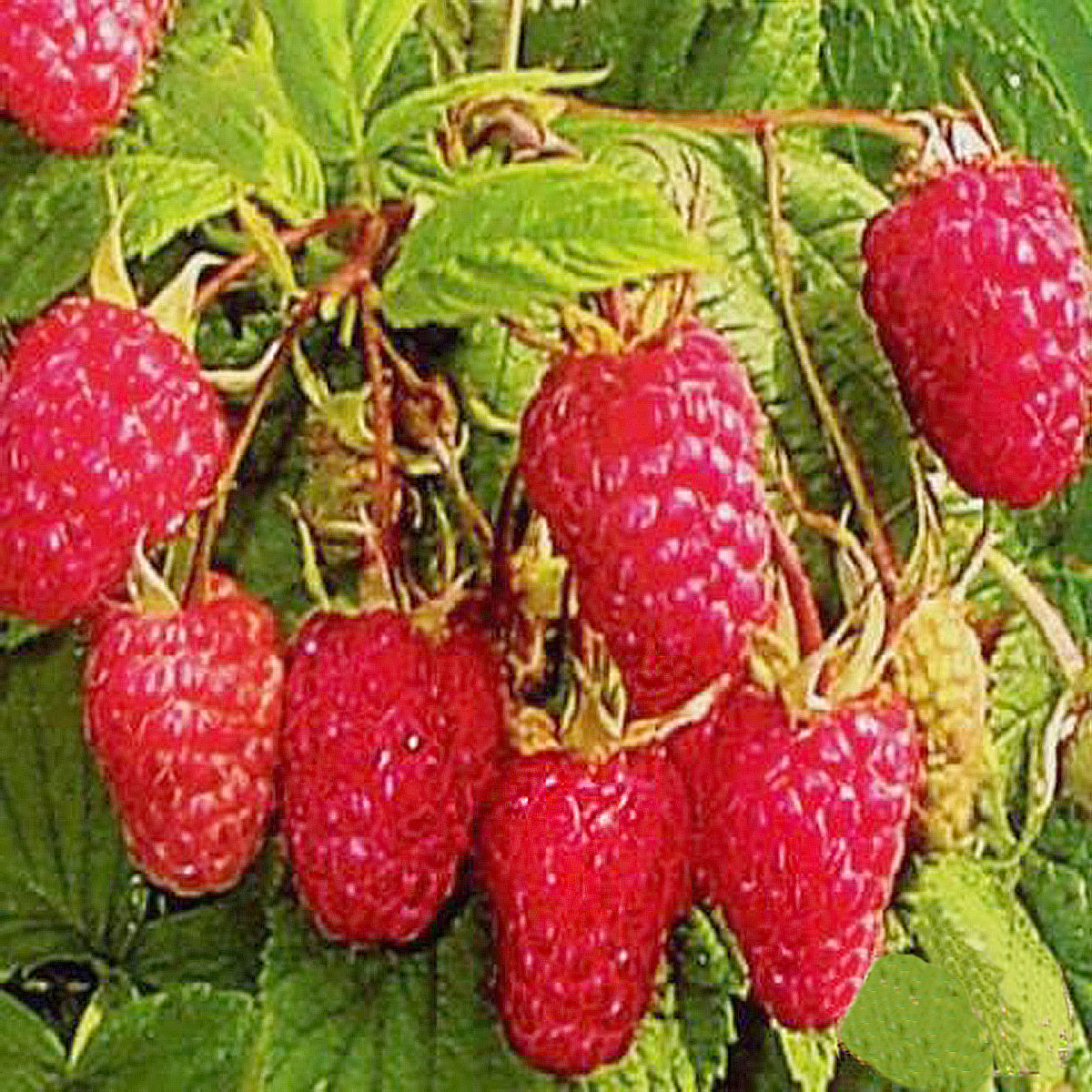 Превью изображения