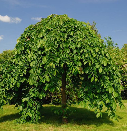 Превью изображения