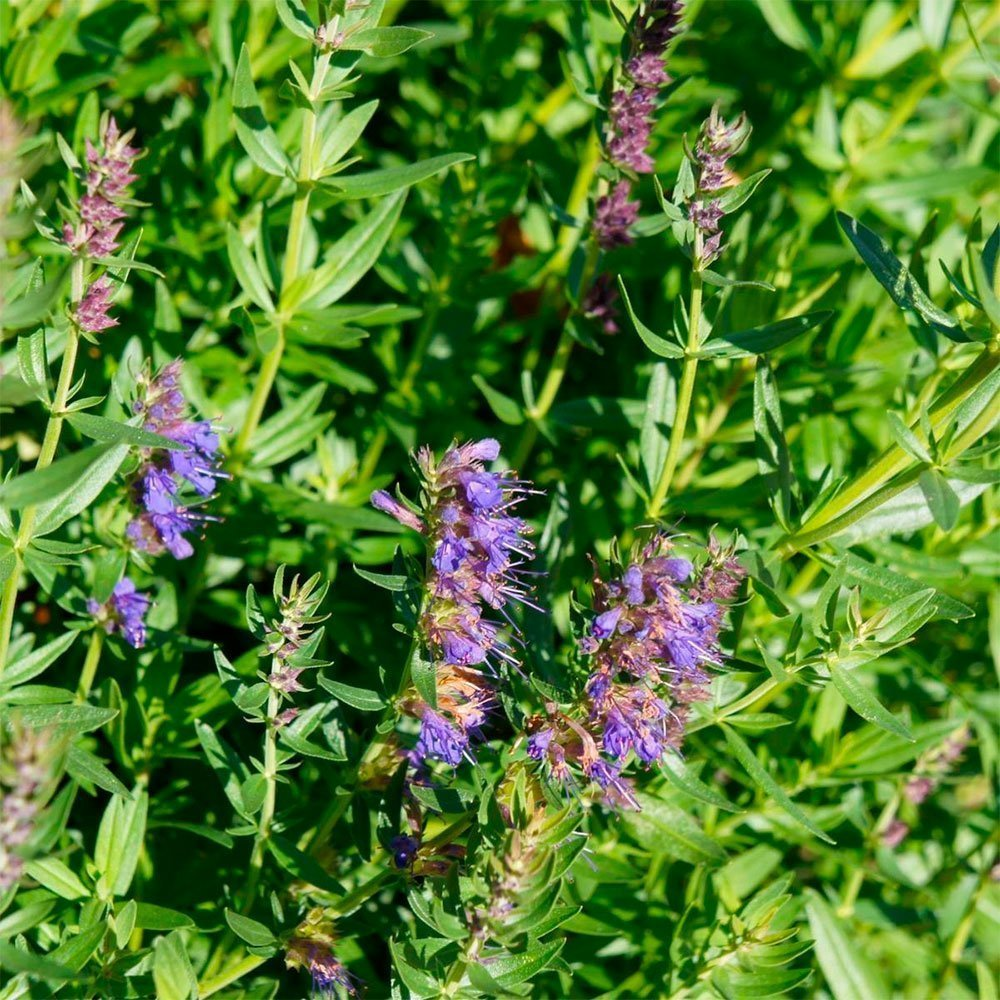 Превью изображения