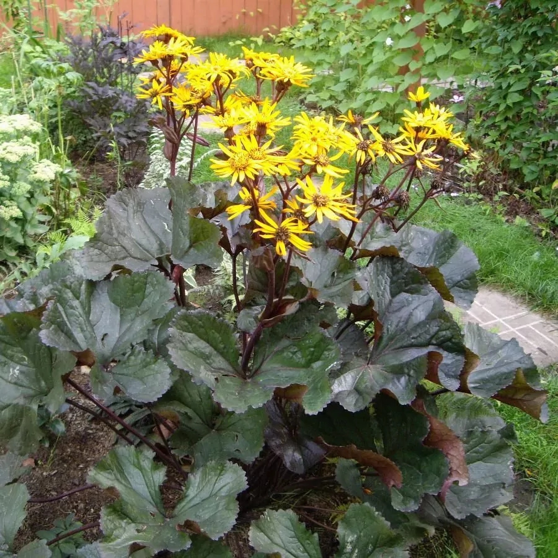 Превью изображения