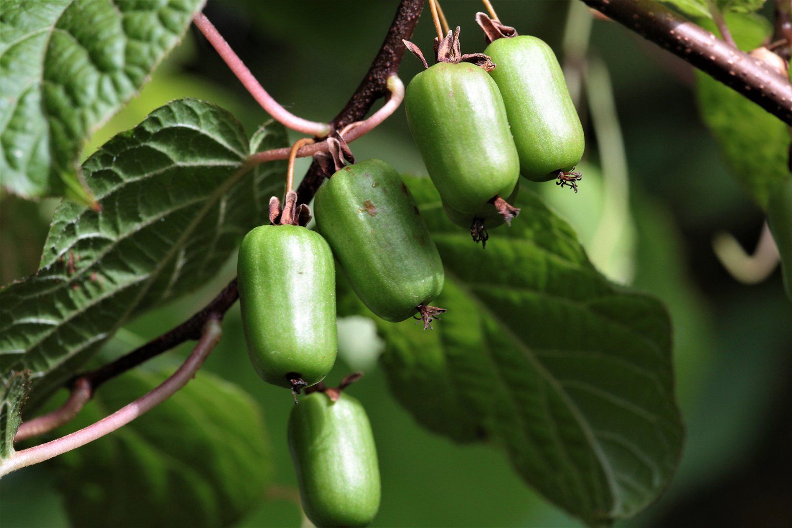 Превью изображения