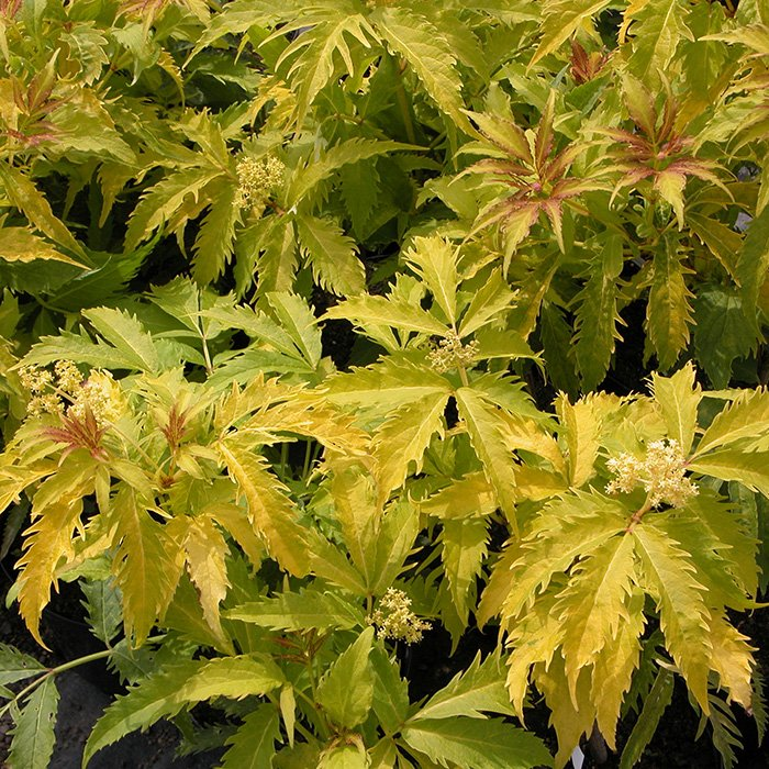 Превью изображения