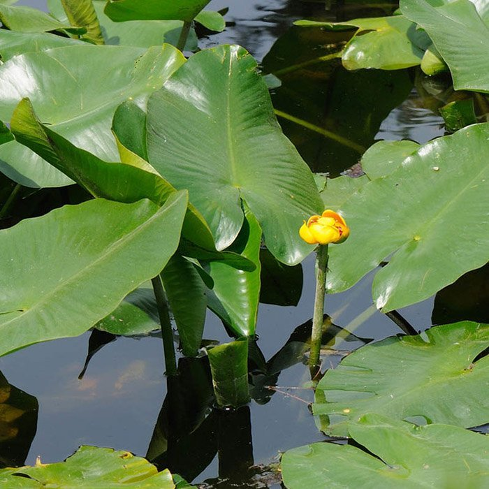 Превью изображения