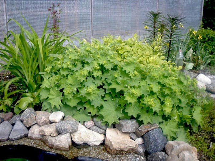 Превью изображения