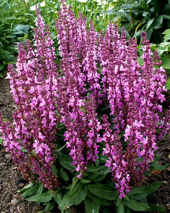 Превью изображения