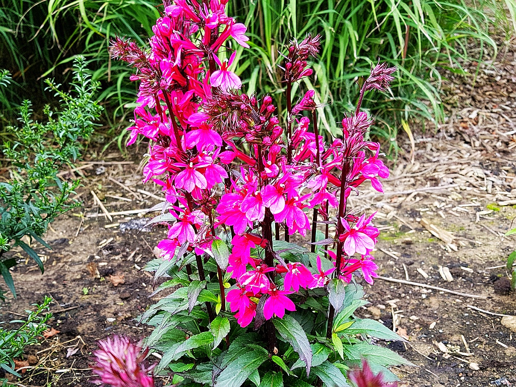 Превью изображения