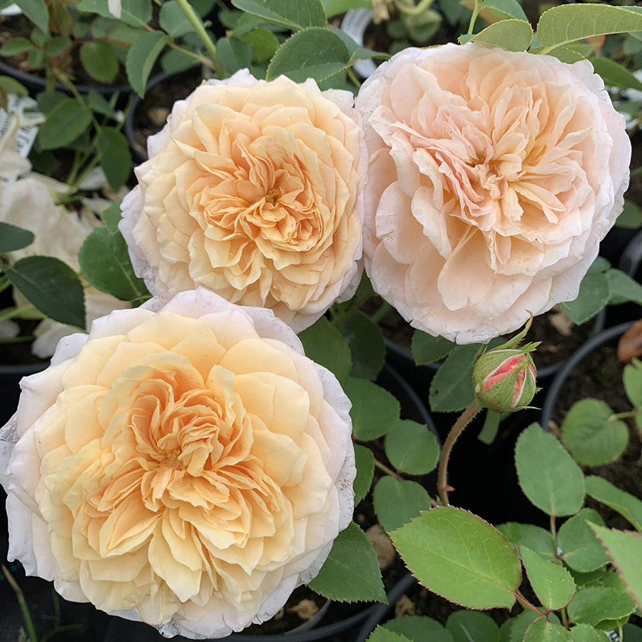 Превью изображения