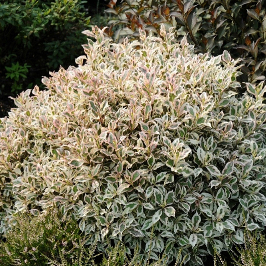 Превью изображения