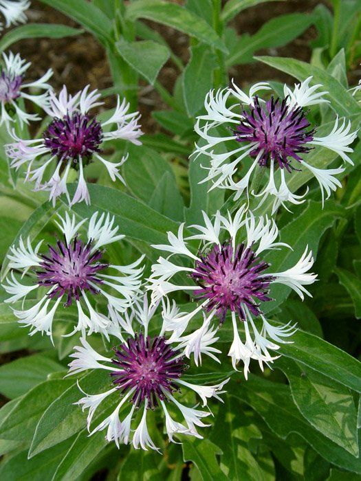 Превью изображения