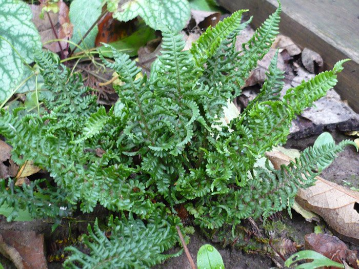 Превью изображения