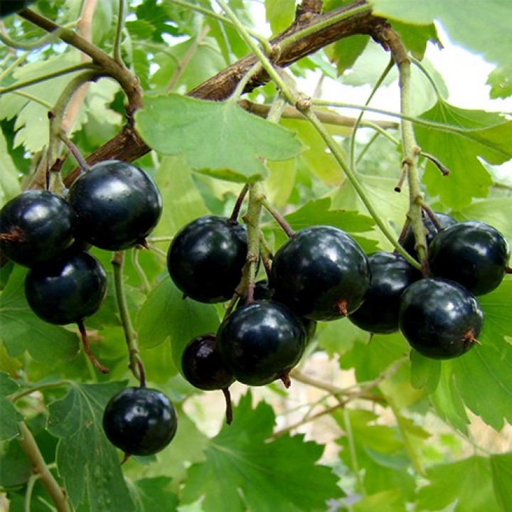 Превью изображения