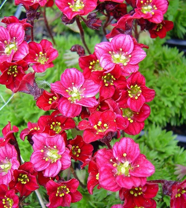 Превью изображения