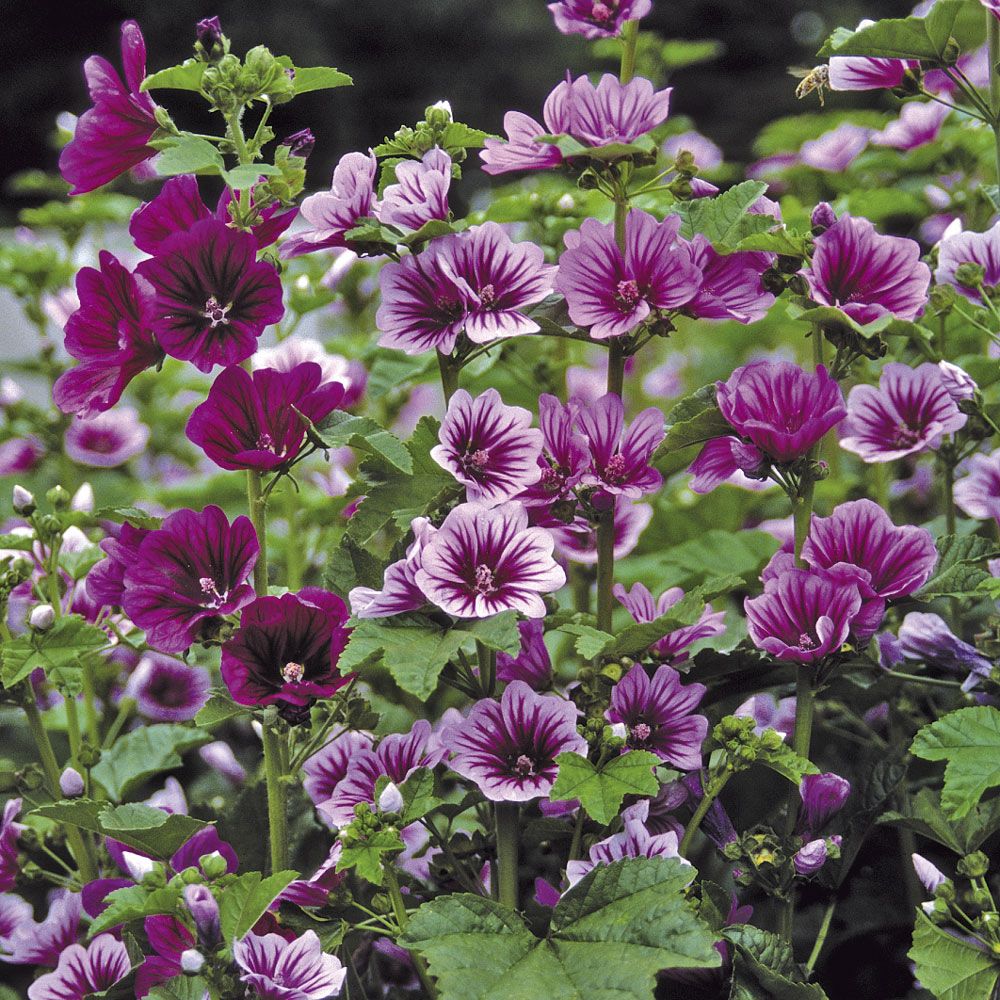 Превью изображения