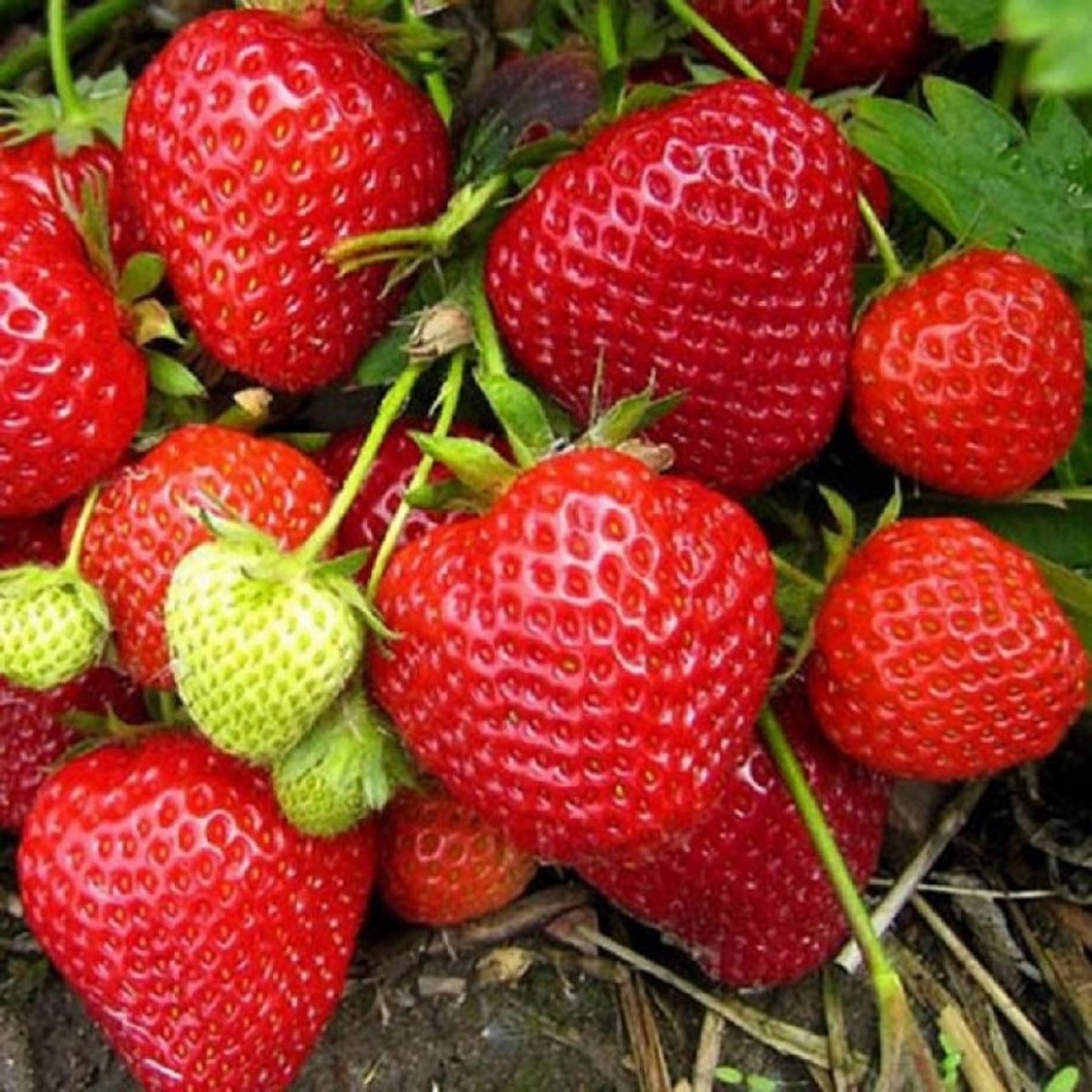 Превью изображения