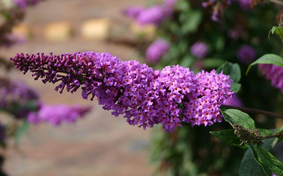 Превью изображения