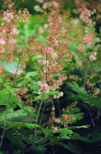 Превью изображения