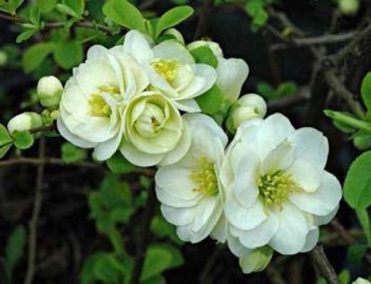 Превью изображения