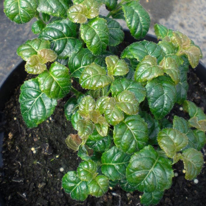 Превью изображения