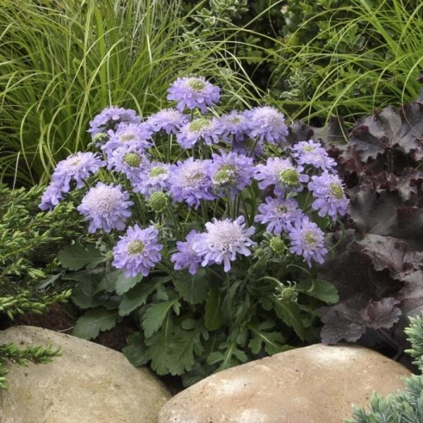 Превью изображения