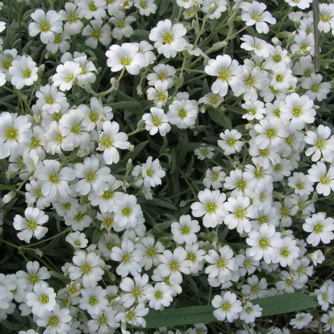 Превью изображения