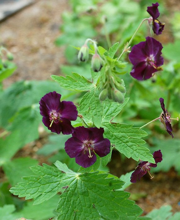 Превью изображения