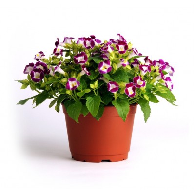 Превью изображения