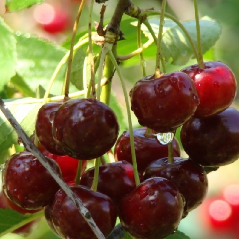 Превью изображения