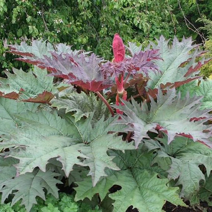 Превью изображения