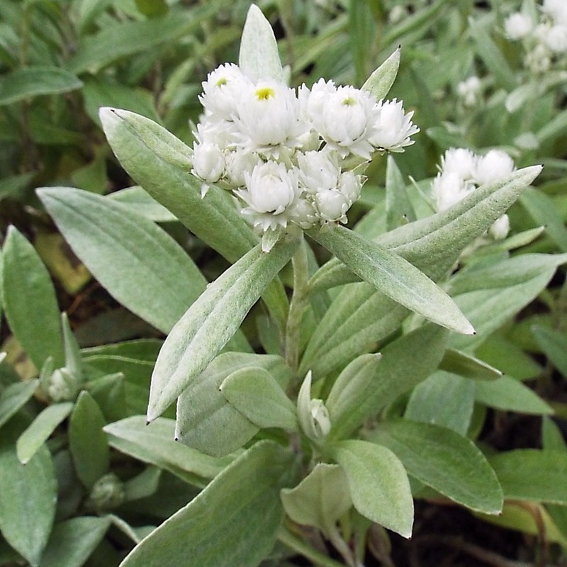 Превью изображения