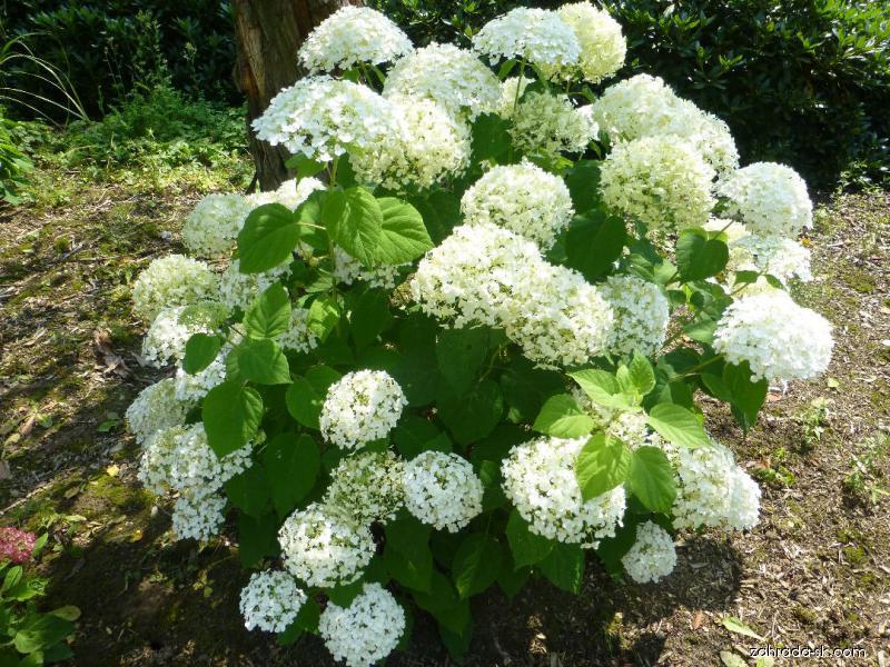 Превью изображения