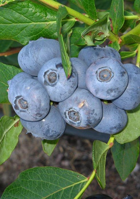 Превью изображения