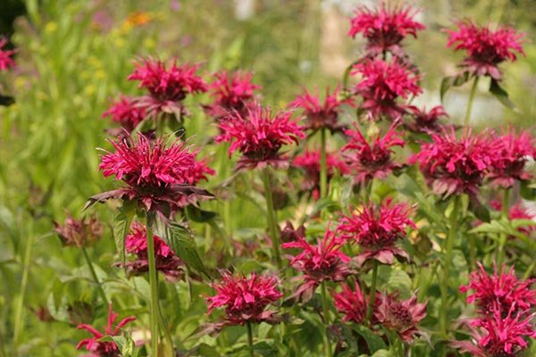 Превью изображения