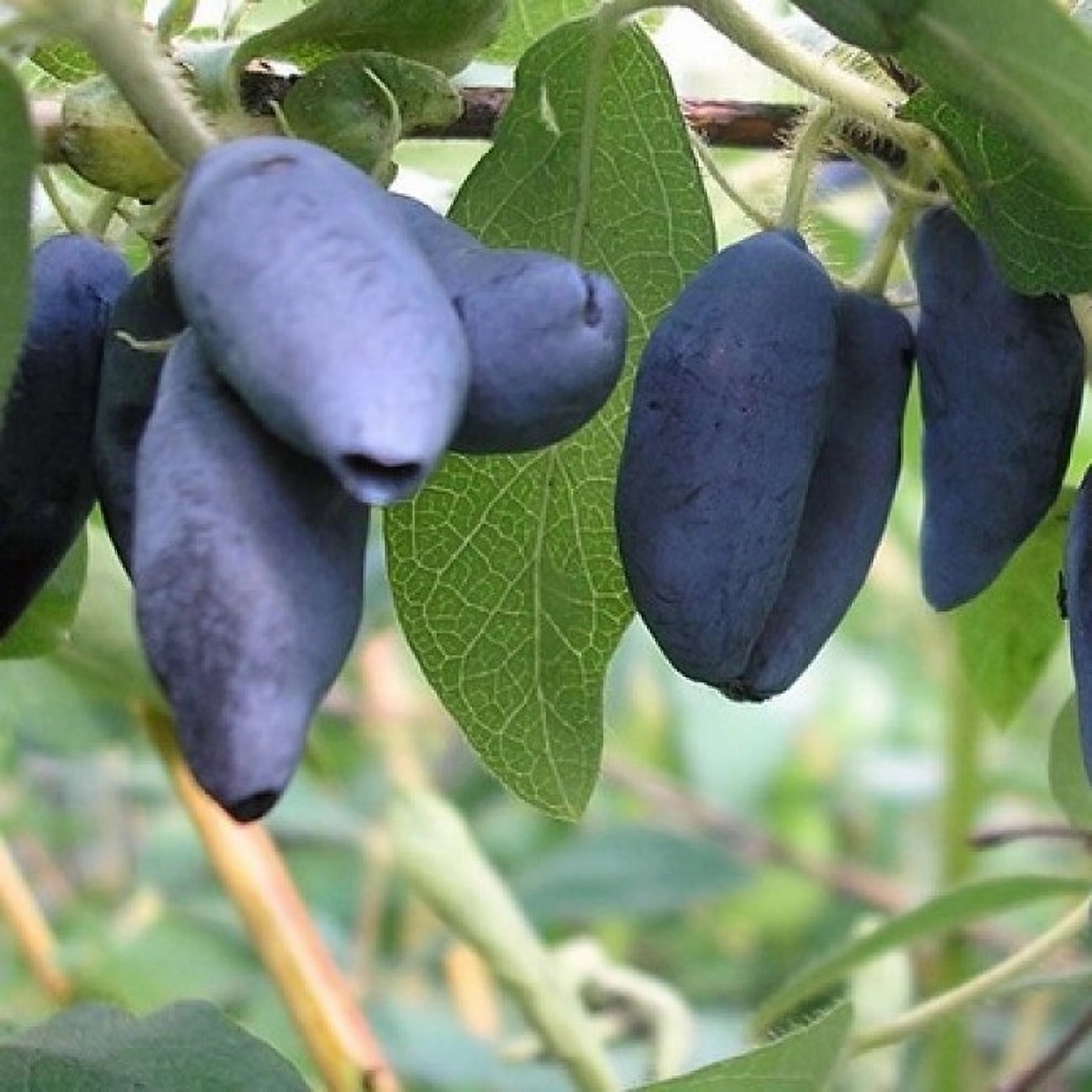 Превью изображения