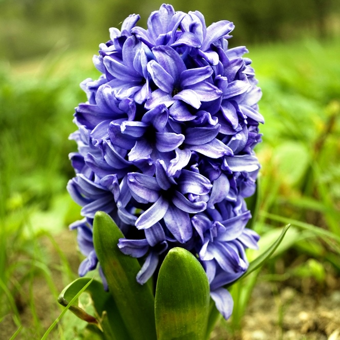 Превью изображения